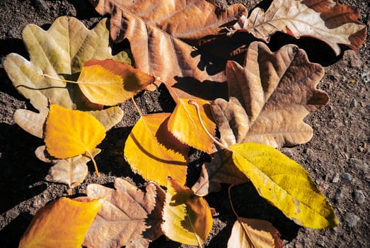 Yellow autumn leaves on the ground closeup.