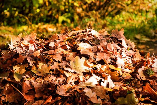 Heap autumn leaves in the garden. Autumn season