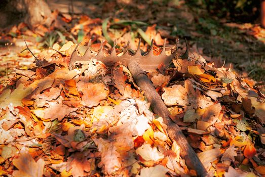 Heap fallen leaves from the trees and rake in the land.