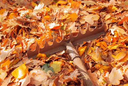 Heap fallen leaves from the trees and rake in the land.