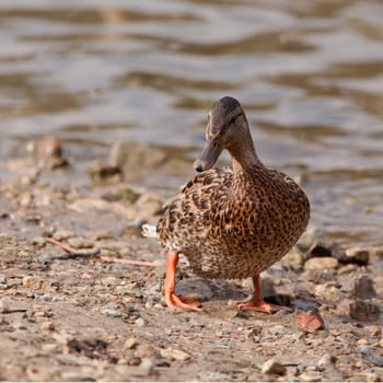 The wild duck goes on the river bank at water in the summer
