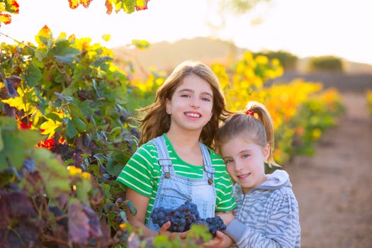 sister kid girs farmer hug in vineyard harvest in mediterranean autumn field at sunset