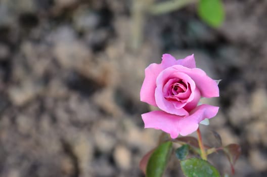 close up pink rose , flower  on a bush in a garden 