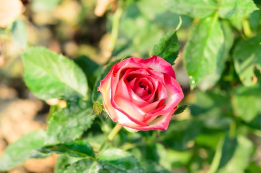 close up fresh flower , roses on a bush in a garden , 
