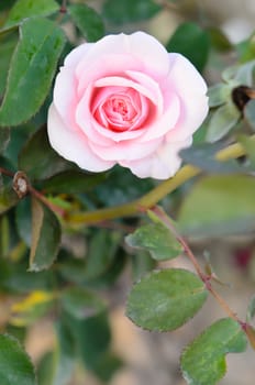 pink roses on a bush in a garden ,fresh flower