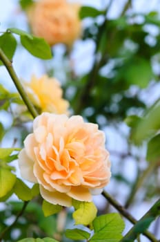 yellow roses on a bush in a garden , fresh  flower