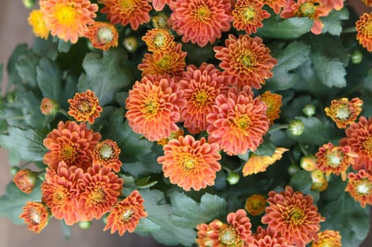 top view summer field with beautiful orange  flower .