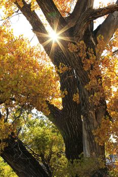 Close up of cottonwood tree with sunburst