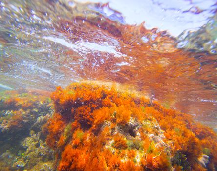 Mediterranean underwater seaweed algae in Denia Javea Alicante spain