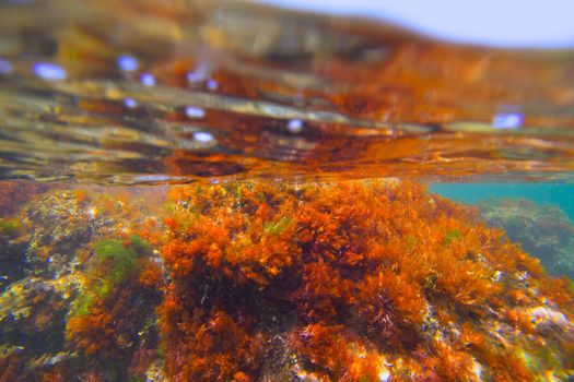 Mediterranean underwater seaweed algae in Denia Javea Alicante spain