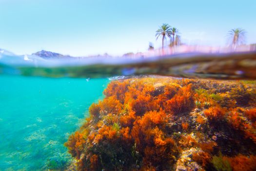 Mediterranean underwater seaweed in Denia Alicante spain