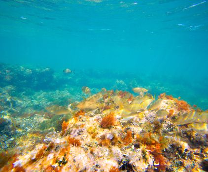 Mediterranean underwater with salema fish school in spain