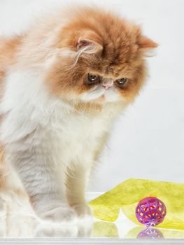 House Persian kitten of a red and white color on simple background