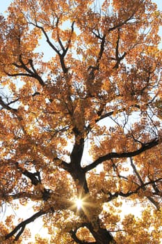 Close up of cottonwood tree with sunburst