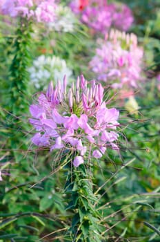 summer purple flowers in a green garden