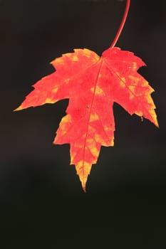 Close up of red maple leaf with dark background