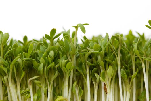 Close-up of fresh garden cress