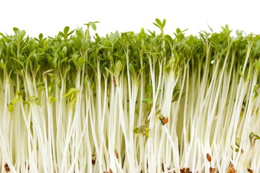 Close-up of delicious garden cress