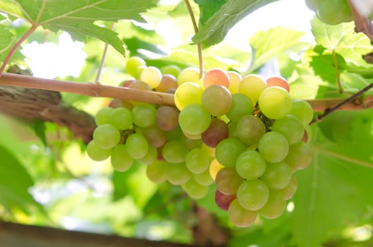grapes with green leaves on the vine. fresh fruits