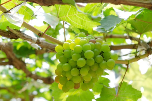 green grapes with green leaves on the vine. fresh fruits