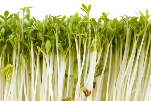 Close-up of healthy garden cress