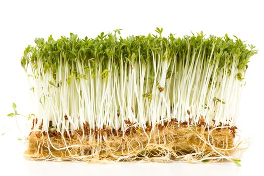 Fresh garden cress on white background