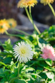 Summer field with beautiful flower .  Beauty daisies in garden