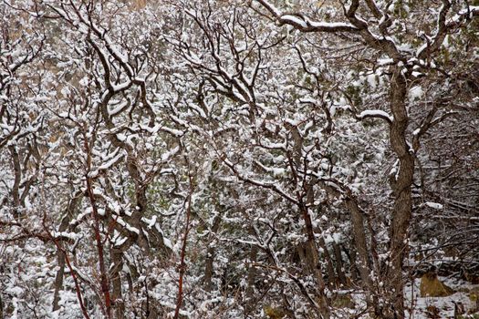 Nevada USA spring first snow in the mountain trees