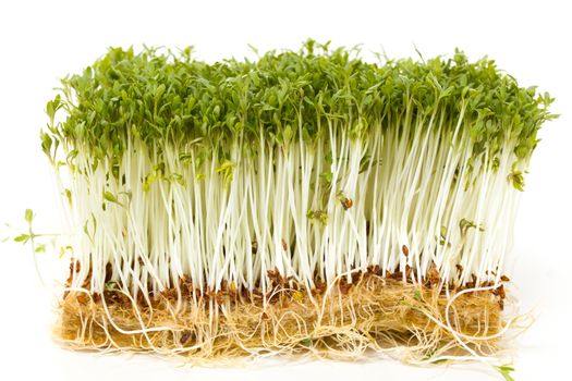 Delicious garden cress on white background