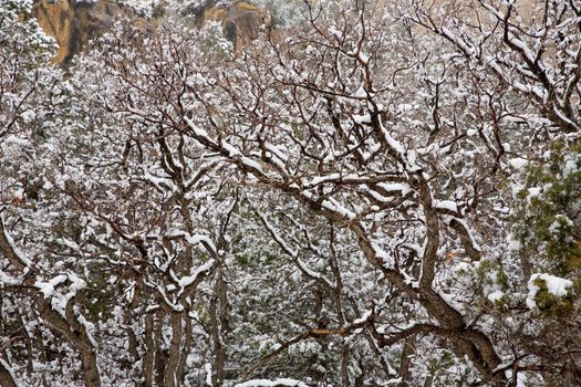 Nevada USA spring first snow in the mountain trees