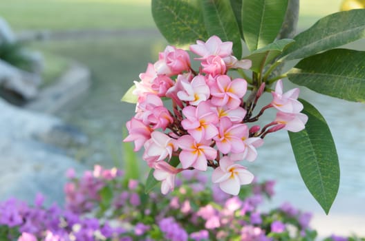 Tropical flowers frangipani  , pink plumeria with green leaves