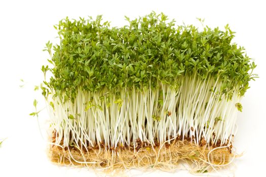 Healthy garden cress on white background