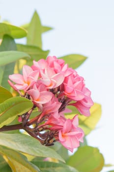 Flower blooms on Frangipani tree , pink plumeria with green leaves