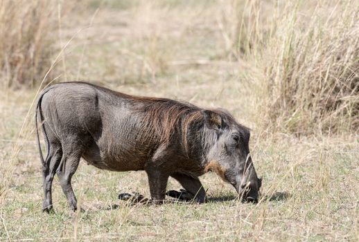 common warthog (Phacochoerus africanus) kneel and move around on the wrists of its front legs while  rooting for rhizomes.The kneeling posture allows them to use their snout and tusks as efficient digging tools.