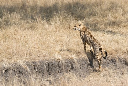 Adult cheetah walking out of  gully, Masai Mara National Reserve, Kenya, East Africa