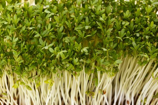 Close-up of healthful garden cress