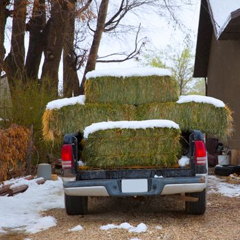Snow straw bales truck in the early spring time in Nevada USA