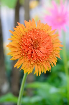 close up orange daisy flower in a green garden