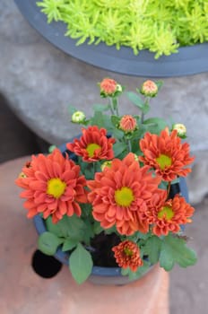 top view of orange daisies flower in a pot