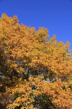 Oak tree crown against blue sky