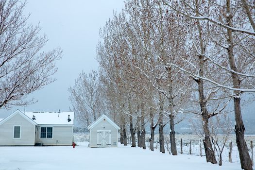 Nevada USA first snow at the park covering all in white