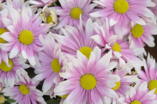 close up of pink daisies , summer field with beautiful flower