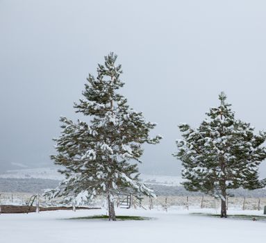 Nevada USA first snow at the park covering all in white