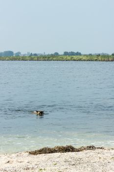 Dog with a ball swimming in the lake