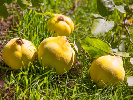 quince fruit still image over green grass in nature outdoor