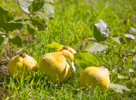 quince fruit still image over green grass in nature outdoor