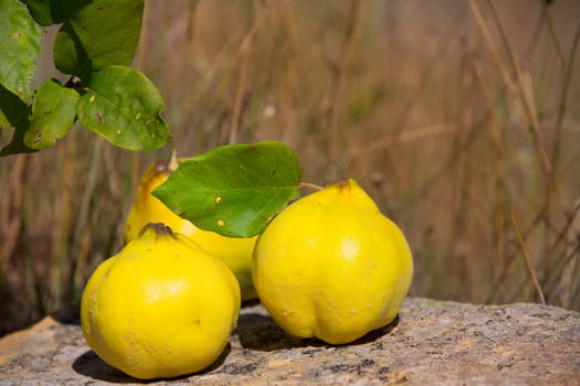 quince fruit still image over stone in nature outdoor