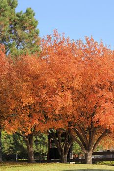 Flowering pear tree with fall color