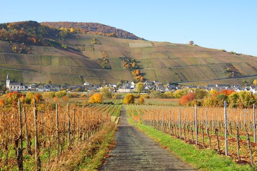 Weingärten zwischen Filzen und Wintrich mit Blick auf Kesten an der Mosel