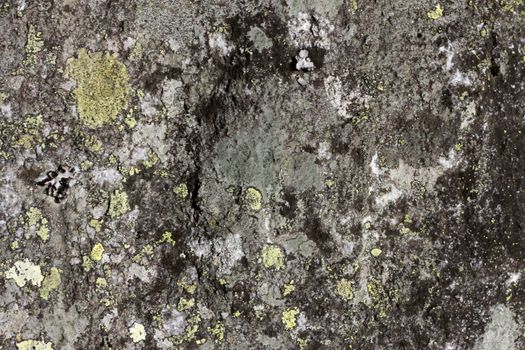 Natural background with a stone and the moss